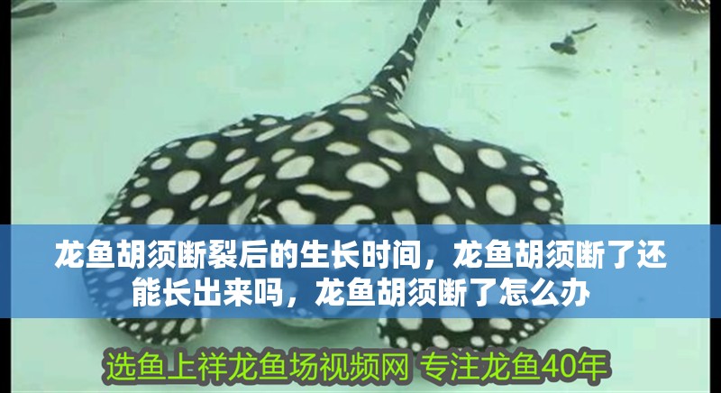 龍魚胡須斷裂后的生長(zhǎng)時(shí)間，龍魚胡須斷了還能長(zhǎng)出來(lái)嗎，龍魚胡須斷了怎么辦