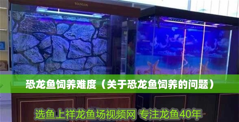 恐龍魚飼養難度（關于恐龍魚飼養的問題） 恐龍魚飼養難度（關于恐龍魚飼養的問題） 觀賞魚百科 第2張