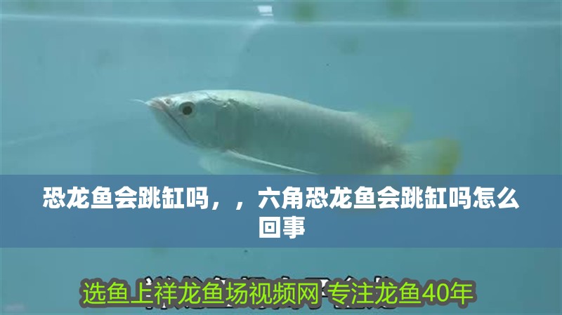 魚缸用增氧泵價格是多少:魚缸增氧機-xtrac增氧機-xtrac增氧機 恐龍魚會跳缸嗎,,六角恐龍魚會跳缸嗎怎么回事 觀賞魚百科 恐龍魚會跳缸嗎,,六角恐龍魚會跳缸嗎怎么回事 恐龍魚會跳缸嗎,,六角恐龍魚會跳缸嗎怎么回事 觀賞魚百科