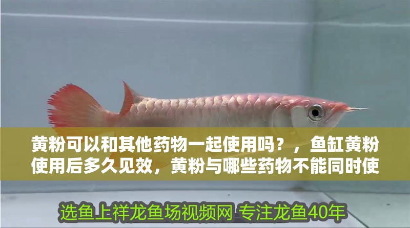 黃粉可以和其他藥物一起使用嗎？，魚缸黃粉使用后多久見效，黃粉與哪些藥物不能同時使用