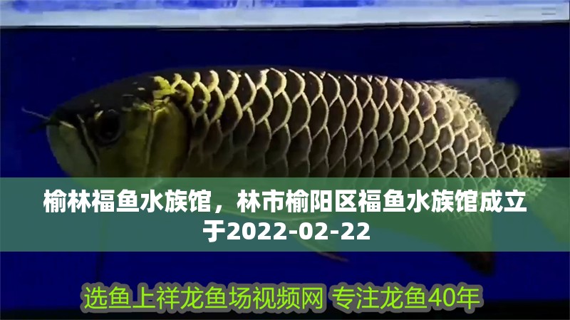 榆林福魚水族館，林市榆陽區福魚水族館成立于2022-02-22