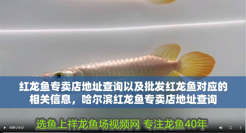 紅龍魚(yú)專(zhuān)賣(mài)店地址查詢(xún)以及批發(fā)紅龍魚(yú)對(duì)應(yīng)的相關(guān)信息，哈爾濱紅龍魚(yú)專(zhuān)賣(mài)店地址查詢(xún)
