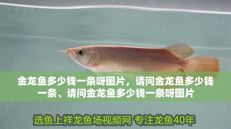 金龍魚多少錢一條呀圖片，請問金龍魚多少錢一條、請問金龍魚多少錢一條呀圖片