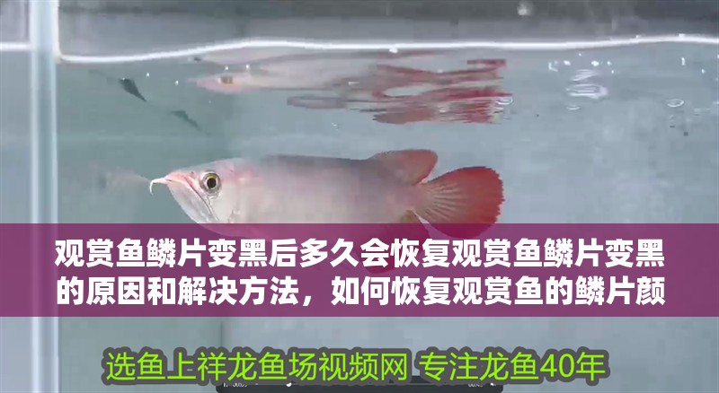 觀賞魚鱗片變黑后多久會恢復觀賞魚鱗片變黑的原因和解決方法，如何恢復觀賞魚的鱗片顏色