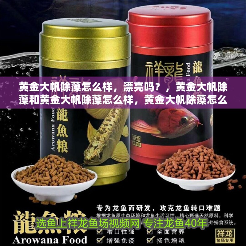 黃金大帆除藻怎么樣，漂亮嗎？，黃金大帆除藻和黃金大帆除藻怎么樣，黃金大帆除藻怎么樣