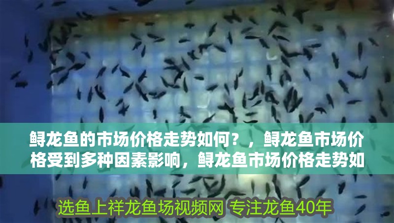 鱘龍魚的市場價格走勢如何？，鱘龍魚市場價格受到多種因素影響，鱘龍魚市場價格走勢如何