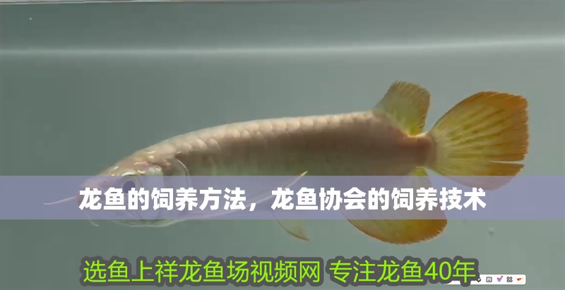 龍魚的飼養方法，龍魚協會的飼養技術