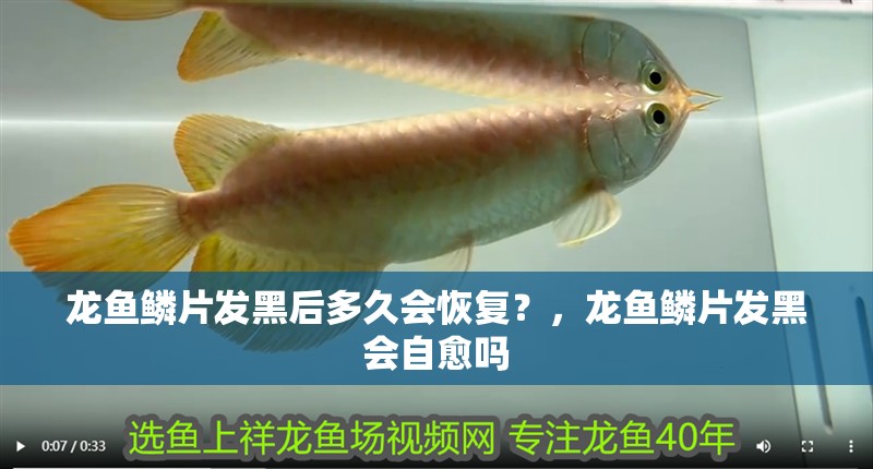 龍魚鱗片發黑后多久會恢復？，龍魚鱗片發黑會自愈嗎