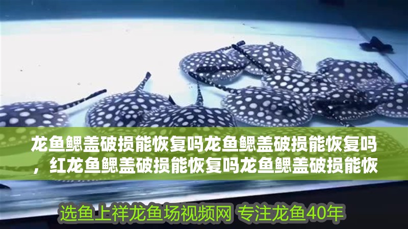 龍魚鰓蓋破損能恢復(fù)嗎龍魚鰓蓋破損能恢復(fù)嗎，紅龍魚鰓蓋破損能恢復(fù)嗎龍魚鰓蓋破損能恢復(fù)嗎