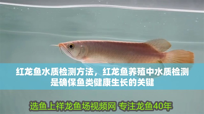 紅龍魚水質檢測方法，紅龍魚養殖中水質檢測是確保魚類健康生長的關鍵