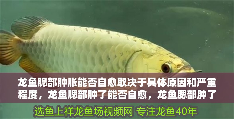 龍魚腮部腫脹能否自愈取決于具體原因和嚴重程度，龍魚腮部腫了能否自愈，龍魚腮部腫了能否自愈取決于具體原因
