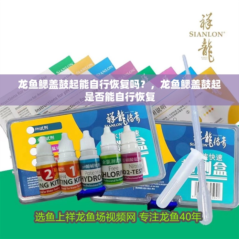 龍魚鰓蓋鼓起能自行恢復(fù)嗎？，龍魚鰓蓋鼓起是否能自行恢復(fù) 龍魚鰓蓋鼓起能自行恢復(fù)嗎？，龍魚鰓蓋鼓起是否能自行恢復(fù) 龍魚百科 第3張