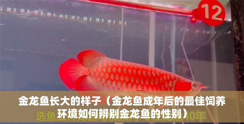 金龍魚長大的樣子（金龍魚成年后的最佳飼養環境如何辨別金龍魚的性別）