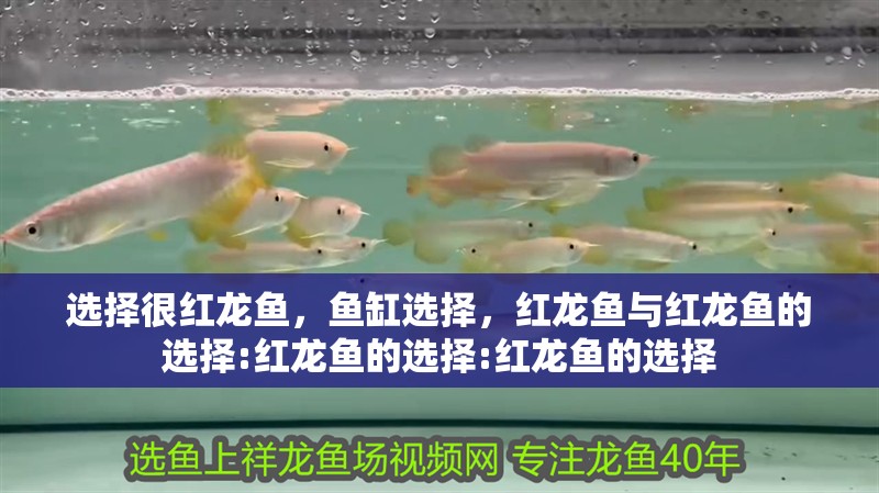 選擇很紅龍魚，魚缸選擇，紅龍魚與紅龍魚的選擇:紅龍魚的選擇:紅龍魚的選擇 選擇很紅龍魚，魚缸選擇，紅龍魚與紅龍魚的選擇:紅龍魚的選擇:紅龍魚的選擇 觀賞魚百科