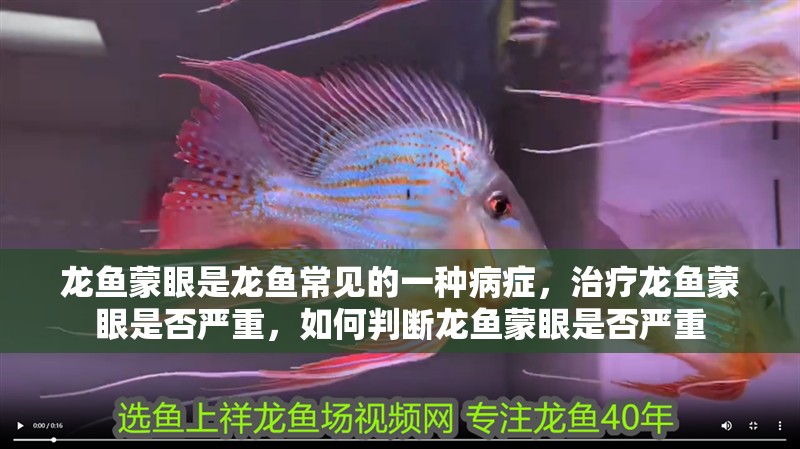 龍魚蒙眼是龍魚常見的一種病癥，治療龍魚蒙眼是否嚴重，如何判斷龍魚蒙眼是否嚴重