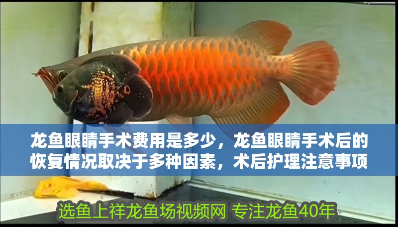 龍魚眼睛手術費用是多少，龍魚眼睛手術后的恢復情況取決于多種因素，術后護理注意事項