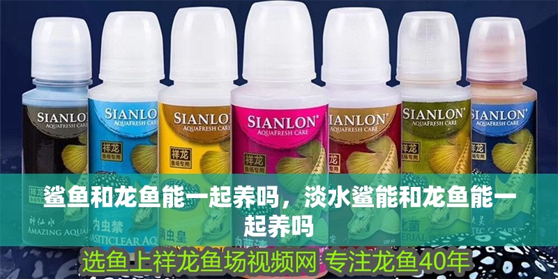 鯊魚和龍魚能一起養嗎，淡水鯊能和龍魚能一起養嗎