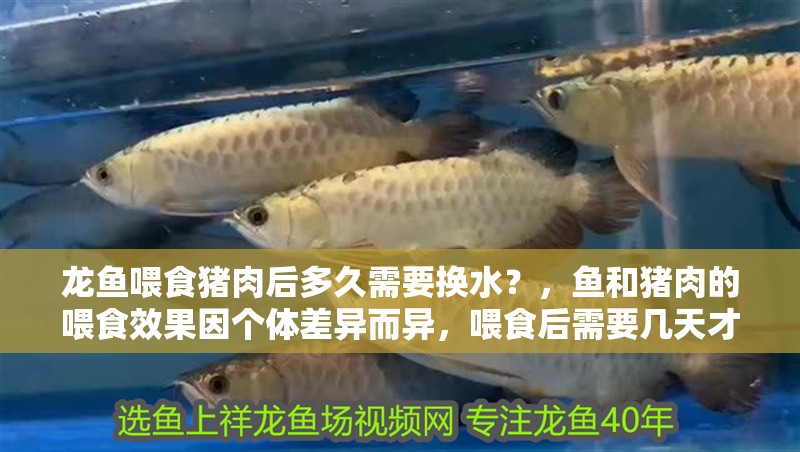 龍魚喂食豬肉后多久需要換水？，魚和豬肉的喂食效果因個體差異而異，喂食后需要幾天才能見效