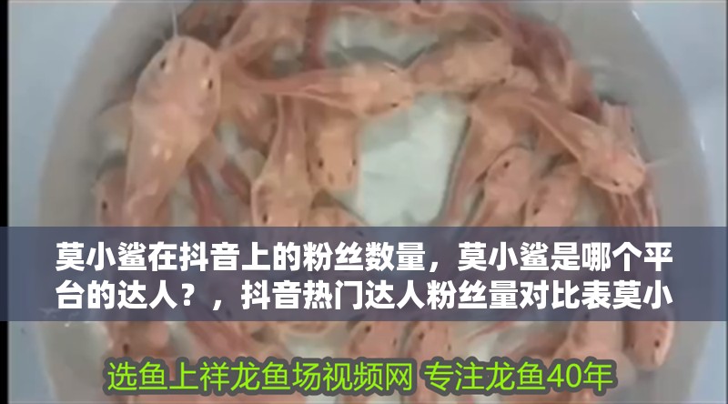 莫小鯊在抖音上的粉絲數量，莫小鯊是哪個平臺的達人？，抖音熱門達人粉絲量對比表莫小鯊粉絲數量對比表