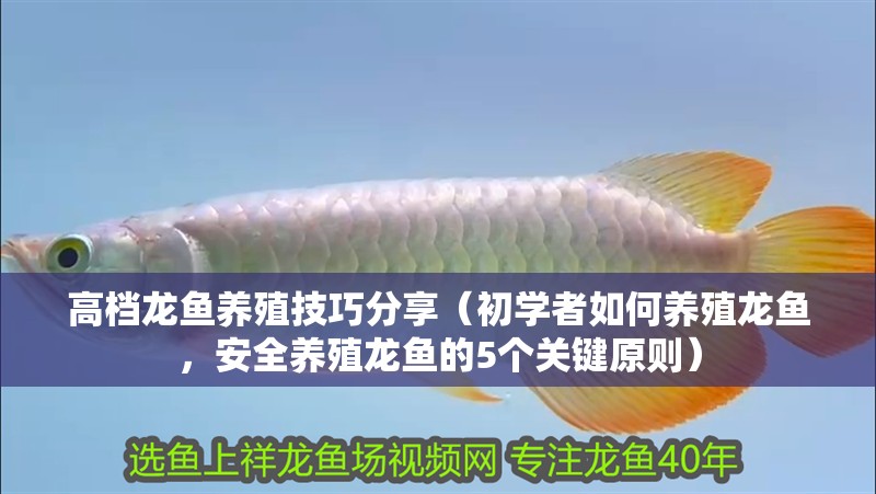 高檔龍魚養(yǎng)殖技巧分享（初學(xué)者如何養(yǎng)殖龍魚，安全養(yǎng)殖龍魚的5個(gè)關(guān)鍵原則） 高檔龍魚養(yǎng)殖技巧分享（初學(xué)者如何養(yǎng)殖龍魚，安全養(yǎng)殖龍魚的5個(gè)關(guān)鍵原則） 觀賞魚百科 第2張