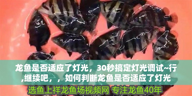 龍魚(yú)是否適應(yīng)了燈光，30秒搞定燈光調(diào)試~行,繼續(xù)吧，，如何判斷龍魚(yú)是否適應(yīng)了燈光 龍魚(yú)是否適應(yīng)了燈光，30秒搞定燈光調(diào)試~行,繼續(xù)吧，，如何判斷龍魚(yú)是否適應(yīng)了燈光 龍魚(yú)百科