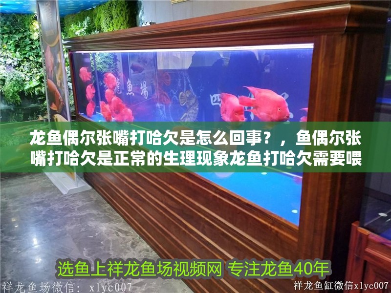 龍魚偶爾張嘴打哈欠是怎么回事？，魚偶爾張嘴打哈欠是正常的生理現象龍魚打哈欠需要喂食嗎