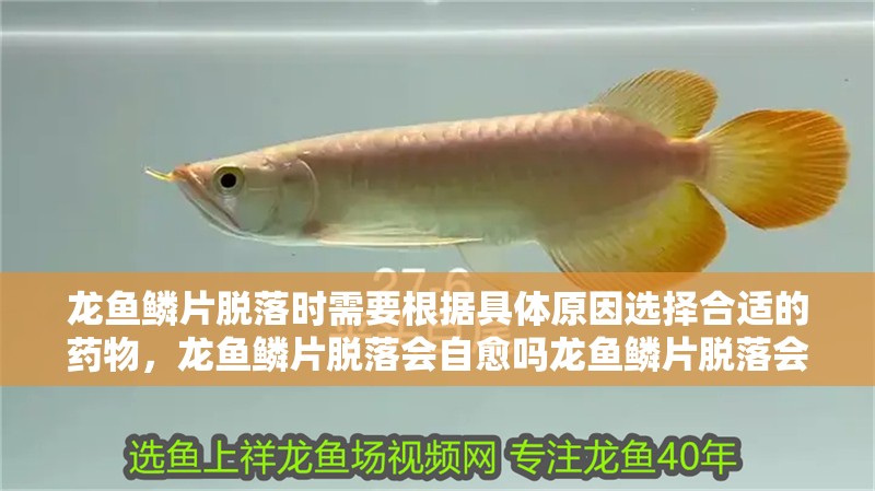 龍魚鱗片脫落時(shí)需要根據(jù)具體原因選擇合適的藥物，龍魚鱗片脫落會自愈嗎龍魚鱗片脫落會自愈嗎