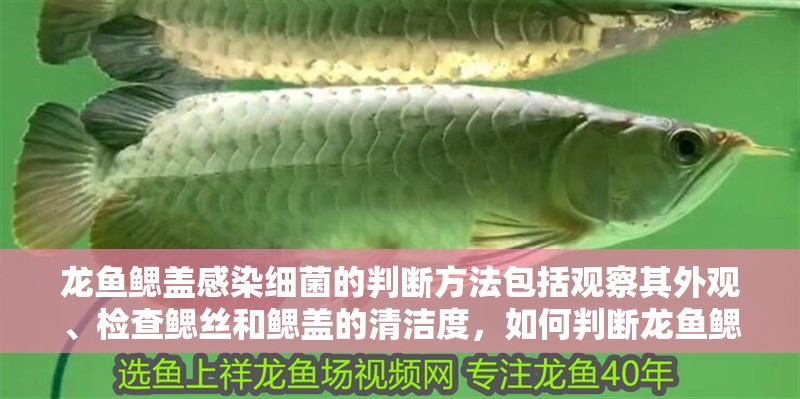 龍魚鰓蓋感染細(xì)菌的判斷方法包括觀察其外觀、檢查鰓絲和鰓蓋的清潔度，如何判斷龍魚鰓蓋感染細(xì)菌