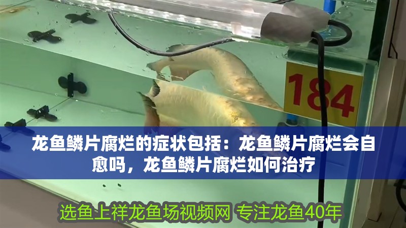 龍魚鱗片腐爛的癥狀包括：龍魚鱗片腐爛會自愈嗎，龍魚鱗片腐爛如何治療