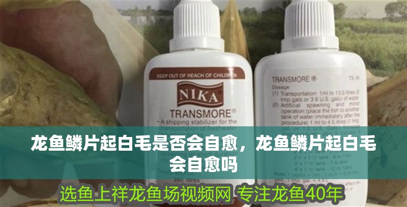 龍魚鱗片起白毛是否會(huì)自愈，龍魚鱗片起白毛會(huì)自愈嗎