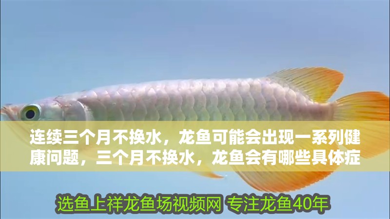 連續(xù)三個月不換水,龍魚可能會出現(xiàn)一系列健康問題,三個月不換水,龍魚會有哪些具體癥狀,龍魚會有哪些癥狀 龍魚百科 第1張 連續(xù)三個月不換水,龍魚可能會出現(xiàn)一系列健康問題,三個月不換水,龍魚會有哪些具體癥狀,龍魚會有哪些癥狀 連續(xù)三個月不換水,龍魚可能會出現(xiàn)一系列健康問題,三個月不換水,龍魚會有哪些具體癥狀,龍魚會有哪些癥狀 龍魚百科 第1張