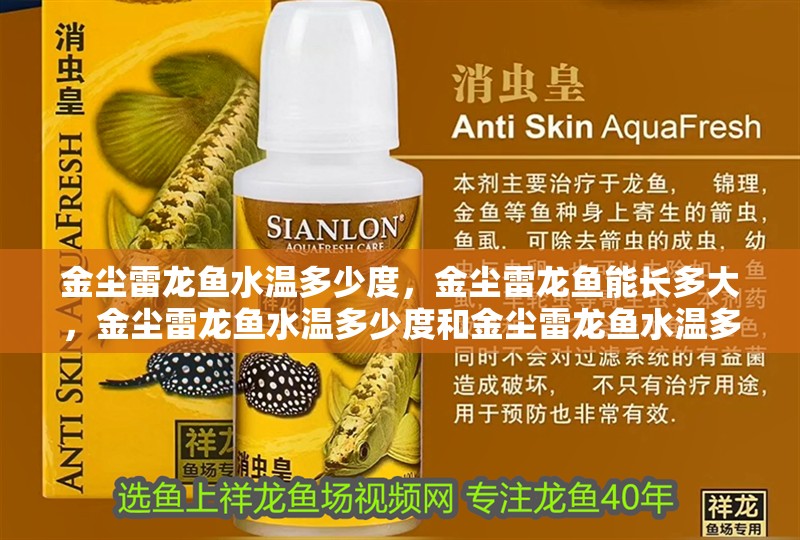 金塵雷龍魚水溫多少度，金塵雷龍魚能長多大，金塵雷龍魚水溫多少度和金塵雷龍魚水溫多少度和金塵雷龍魚水溫多少度