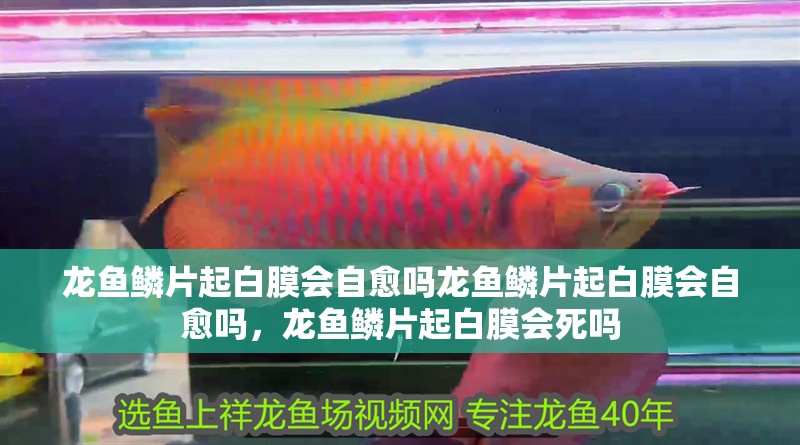 龍魚鱗片起白膜會自愈嗎龍魚鱗片起白膜會自愈嗎，龍魚鱗片起白膜會死嗎