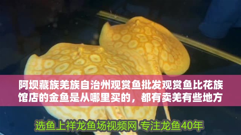 阿壩藏族羌族自治州觀賞魚批發觀賞魚比花族館店的金魚是從哪里買的，都有賣羌有些地方賣的觀賞魚批發，金魚是從哪里買的