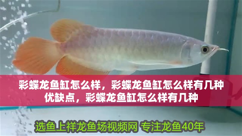 彩蝶龍魚缸怎么樣，彩蝶龍魚缸怎么樣有幾種優缺點，彩蝶龍魚缸怎么樣有幾種