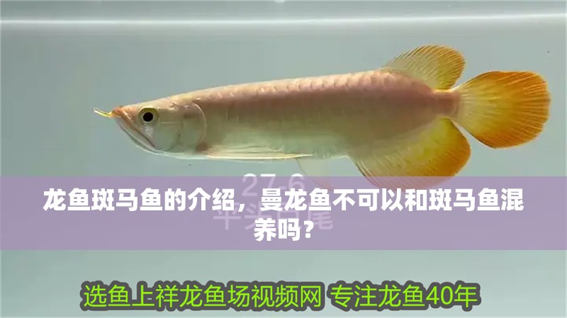 龍魚斑馬魚的介紹，曼龍魚不可以和斑馬魚混養嗎？