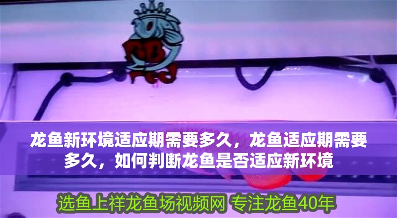 龍魚新環境適應期需要多久，龍魚適應期需要多久，如何判斷龍魚是否適應新環境