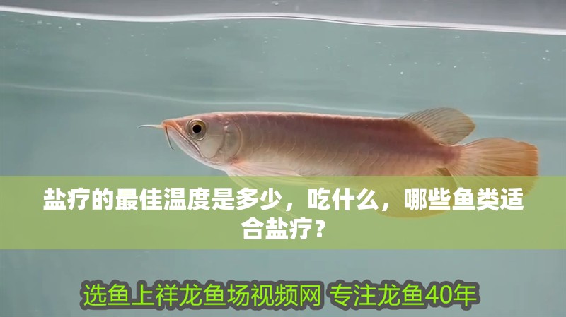 鹽療的最佳溫度是多少，吃什么，哪些魚類適合鹽療？