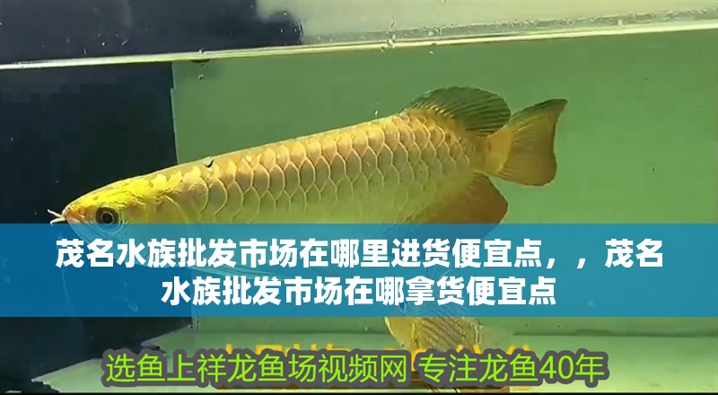 茂名水族批發市場在哪里進貨便宜點，，茂名水族批發市場在哪拿貨便宜點