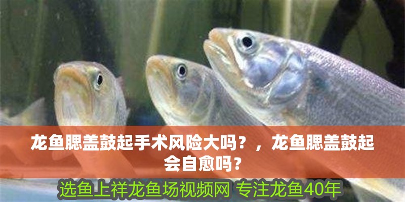 龍魚腮蓋鼓起手術(shù)風險大嗎？，龍魚腮蓋鼓起會自愈嗎？