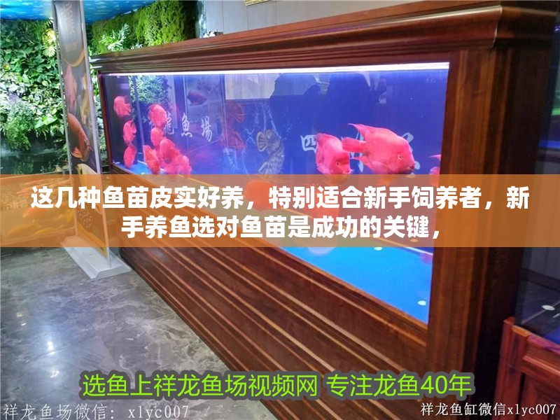 這幾種魚苗皮實好養，特別適合新手飼養者，新手養魚選對魚苗是成功的關鍵，
