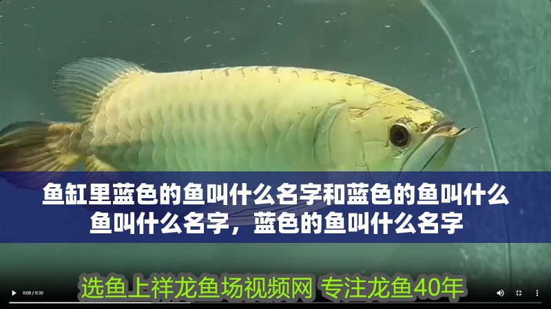魚缸里藍(lán)色的魚叫什么名字和藍(lán)色的魚叫什么魚叫什么名字，藍(lán)色的魚叫什么名字