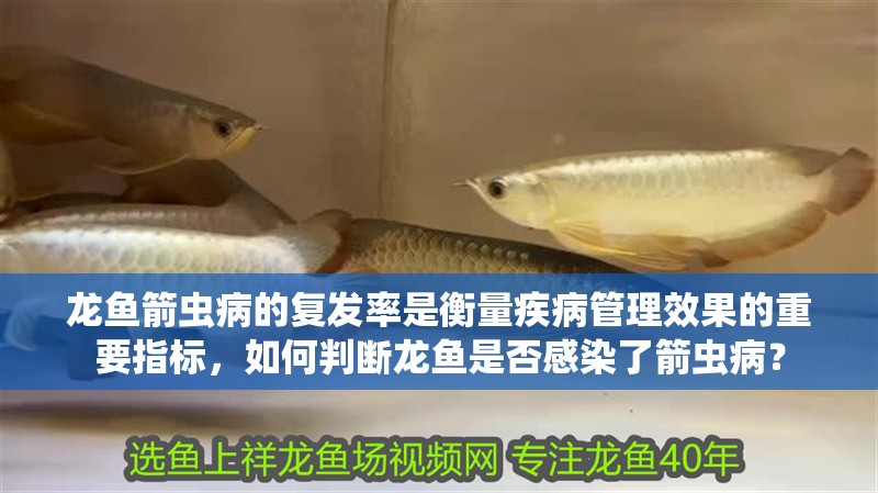 龍魚箭蟲病的復發率是衡量疾病管理效果的重要指標，如何判斷龍魚是否感染了箭蟲??？