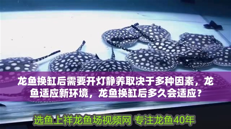 龍魚換缸后需要開燈靜養取決于多種因素，龍魚適應新環境，龍魚換缸后多久會適應？