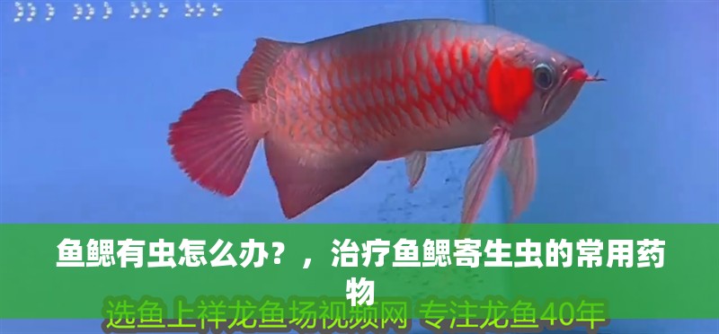 魚鰓有蟲怎么辦？，治療魚鰓寄生蟲的常用藥物
