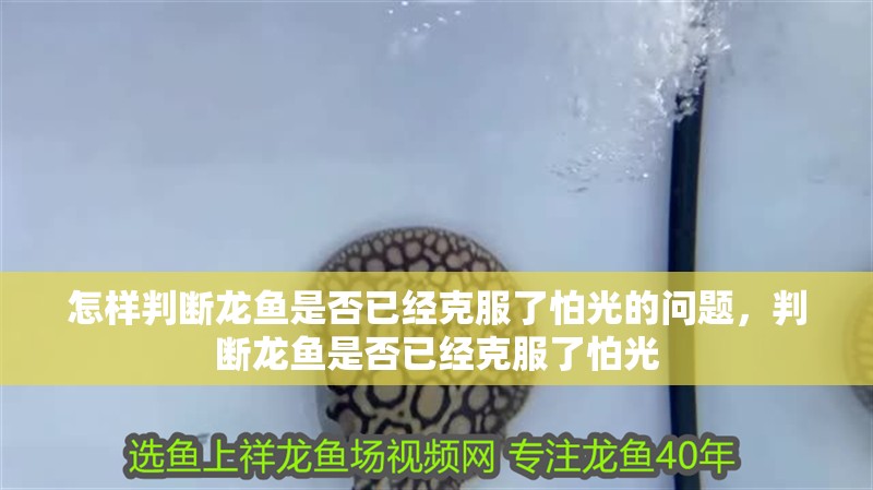怎樣判斷龍魚是否已經克服了怕光的問題，判斷龍魚是否已經克服了怕光
