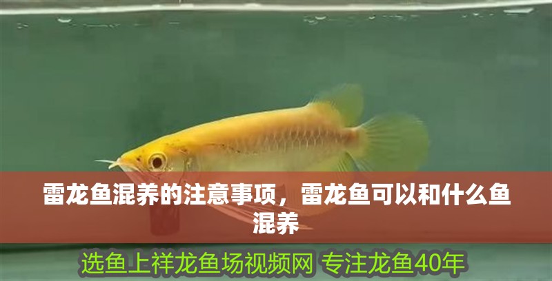 雷龍魚混養的注意事項，雷龍魚可以和什么魚混養