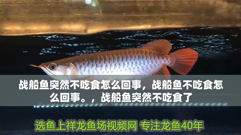 戰船魚突然不吃食怎么回事，戰船魚不吃食怎么回事。，戰船魚突然不吃食了