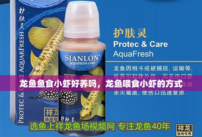 龍魚魚食小蝦好養嗎，龍魚喂食小蝦的方式