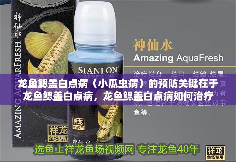 龍魚鰓蓋白點病（小瓜蟲病）的預防關鍵在于龍魚鰓蓋白點病，龍魚鰓蓋白點病如何治療